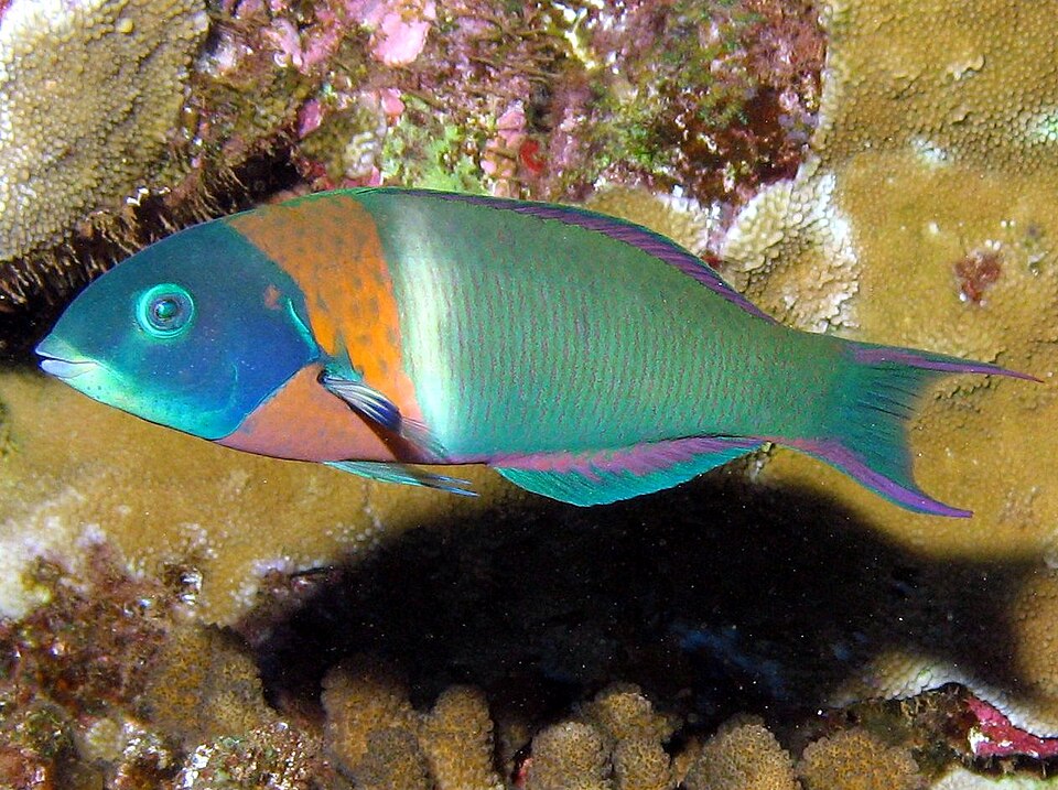 ภาพ ปลานกขุนทอง duperrey (Thalassoma duperrey)