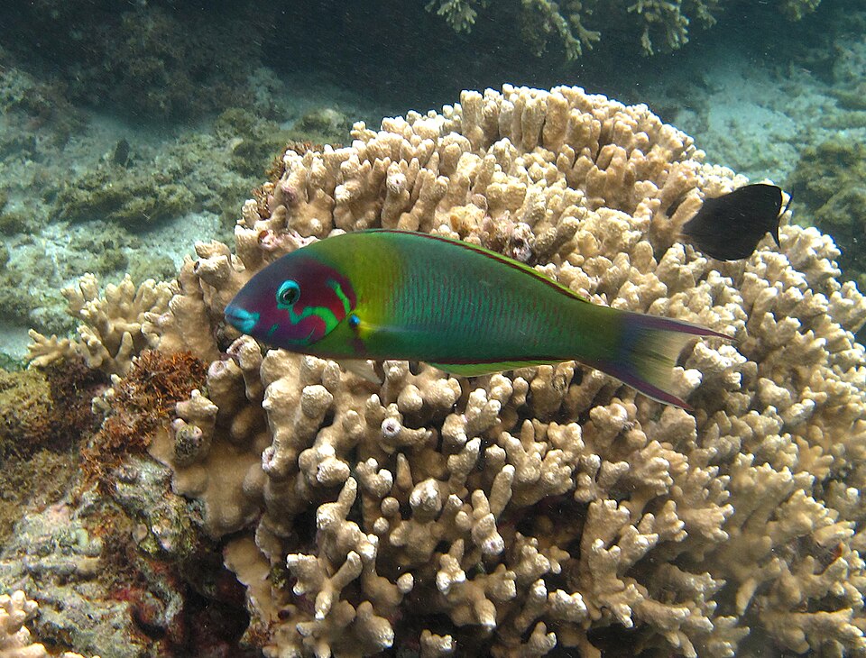 ภาพ ปลานกขุนทองแดง (Thalassoma genivittatum)