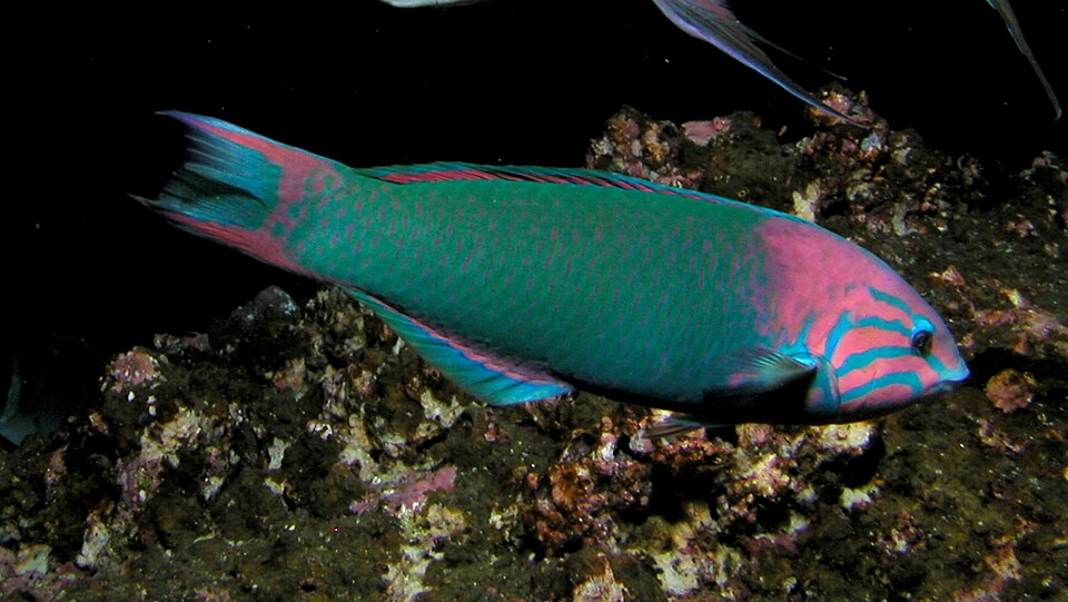 ภาพ ปลานกขุนทองอาทิตย์อัสดง (Thalassoma grammaticum)