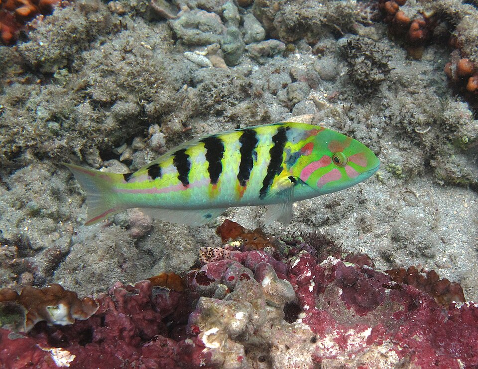 ภาพ ปลานกขุนทอง hardwicke (Thalassoma hardwicke)