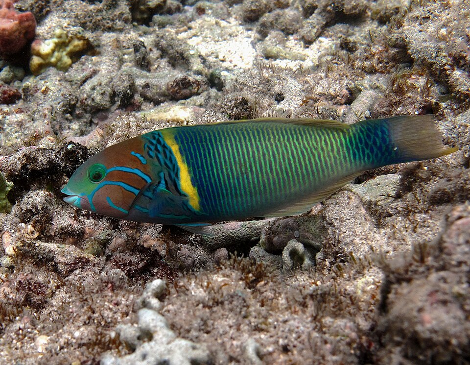 ภาพ ปลานกขุนทอง hebraicum (Thalassoma hebraicum)