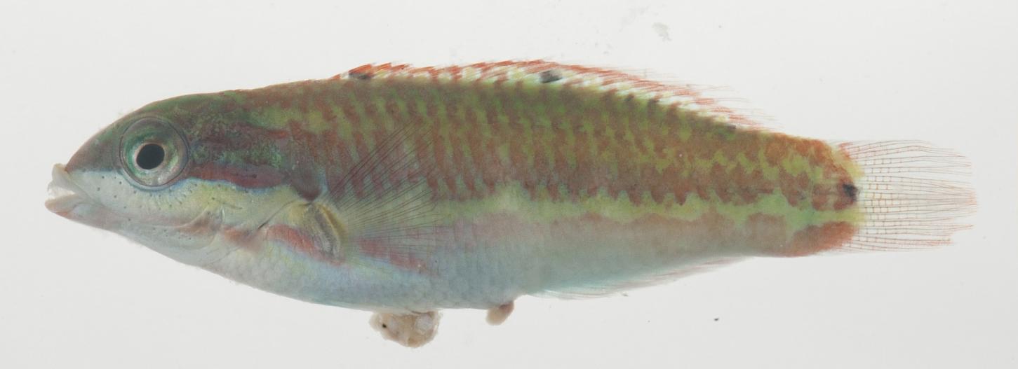 ภาพ ปลานกขุนทองสายรุ้ง (Thalassoma heiseri)