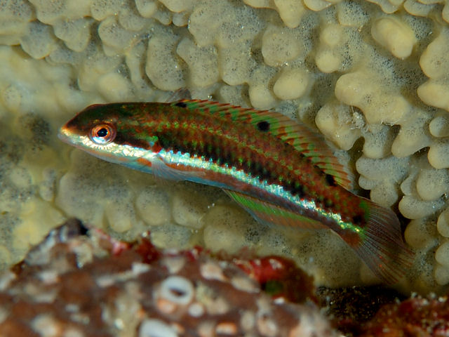 ภาพ ปลานกขุนทอง jansenii (Thalassoma jansenii)