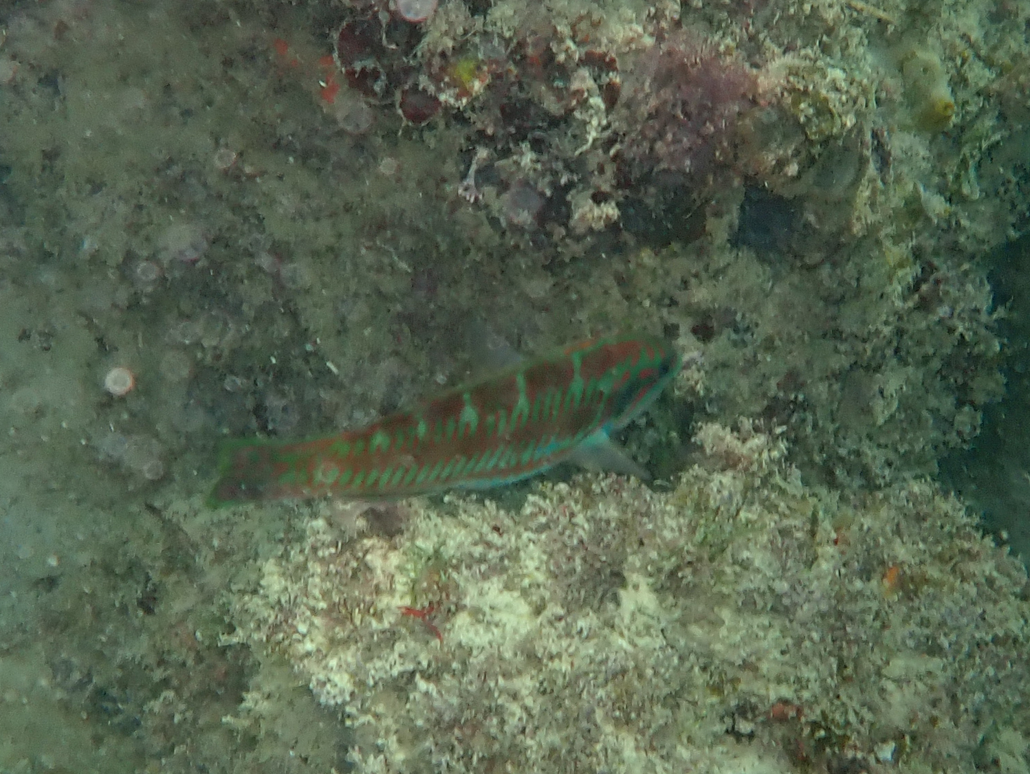 ภาพ ปลานกขุนทองบั้ง (Thalassoma loxum)