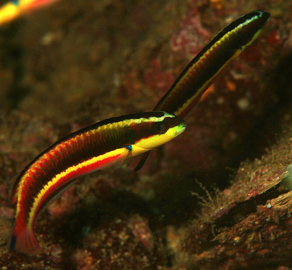 ภาพ ปลานกขุนทองสายรุ้ง (Thalassoma lucasanum)
