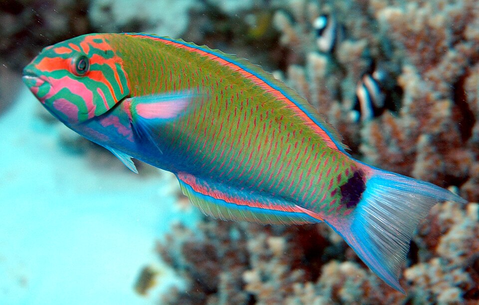 ภาพ ปลานกขุนทองหางพระจันทร์ (Thalassoma lunare)