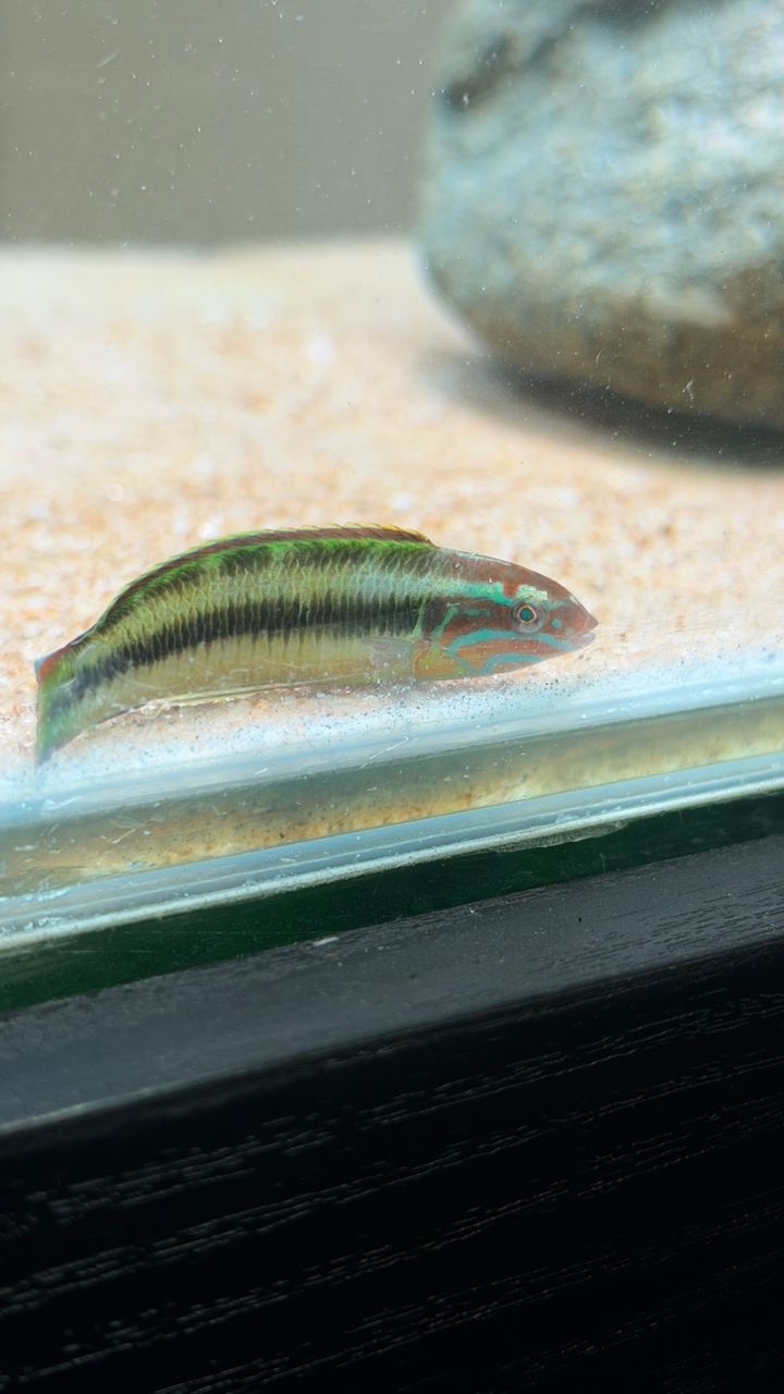 ภาพ ปลานกขุนทอง newtoni (Thalassoma newtoni)