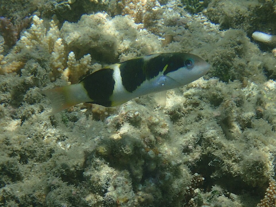 ภาพ ปลานกขุนทองดำลายขวาง (Thalassoma nigrofasciatum)