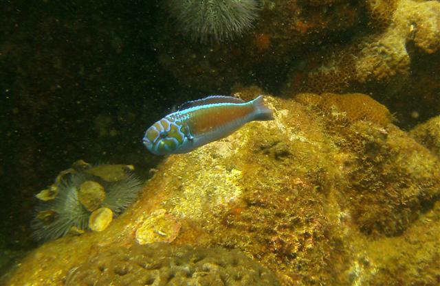 ภาพ ปลานกขุนทอง noronhanum (Thalassoma noronhanum)