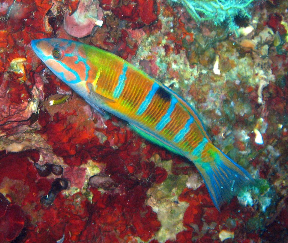 ภาพ ปลานกขุนทอง pavo (Thalassoma pavo)