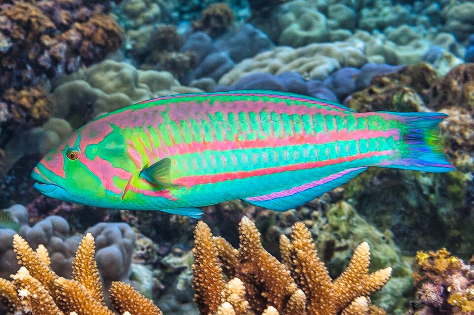 ภาพ ปลานกขุนทอง purpureum (Thalassoma purpureum)