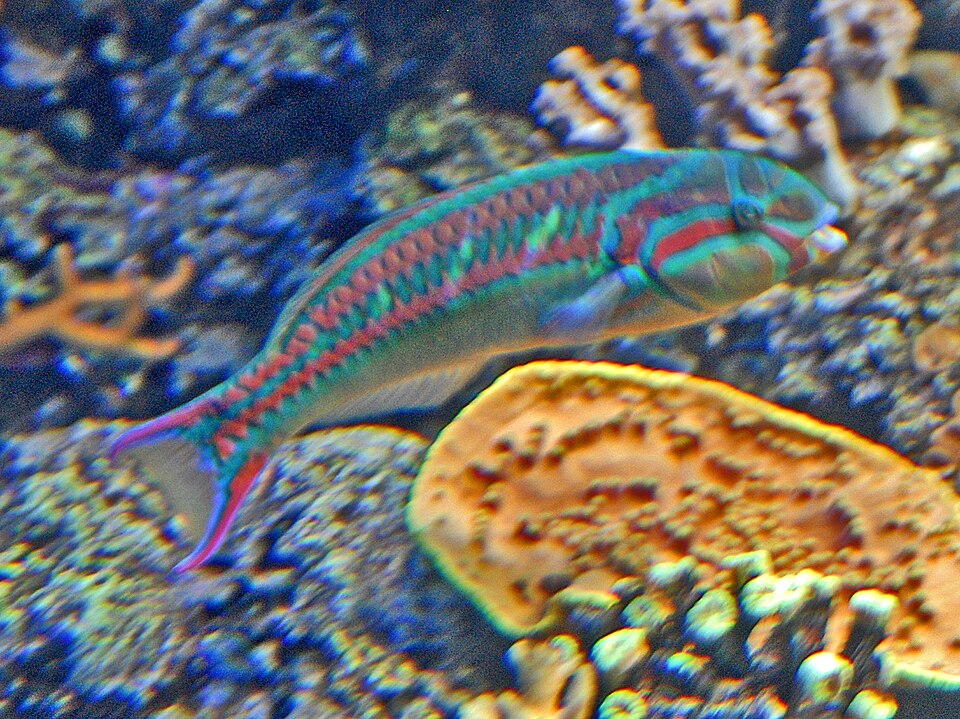 ภาพ ปลานกขุนทองห้าลายเส้น (Thalassoma quinquevittatum)