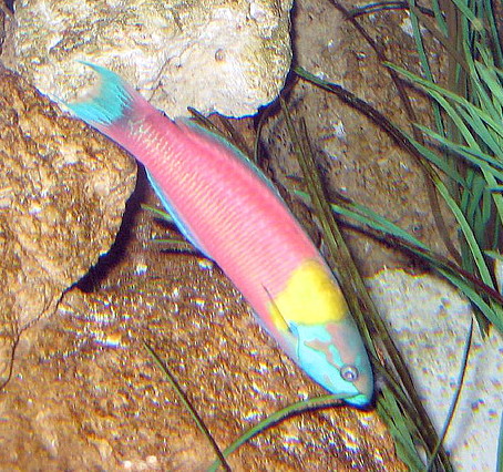 ภาพ ปลานกขุนทองสายรุ้ง (Thalassoma robertsoni)