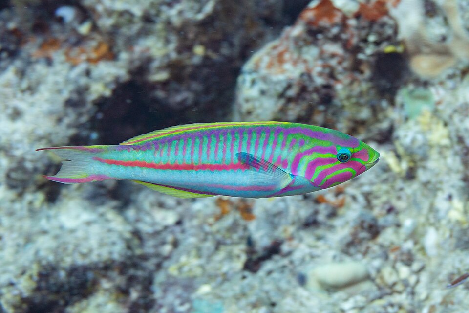 ภาพ ปลานกขุนทอง rueppellii (Thalassoma rueppellii)