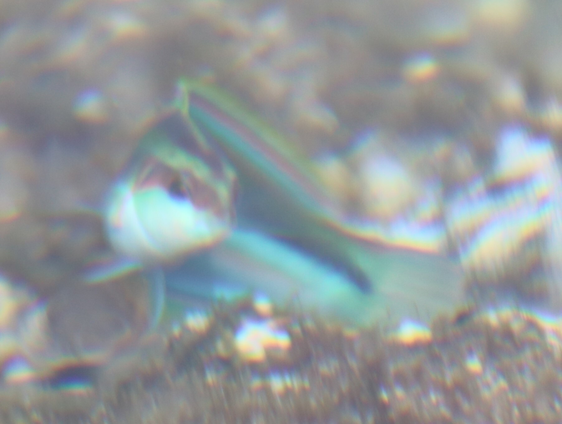 ภาพ ปลานกขุนทอง sanctaehelenae (Thalassoma sanctaehelenae)