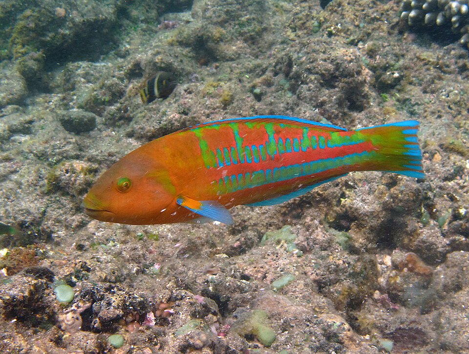 ภาพ ปลานกขุนทองเขียวลายขวาง (Thalassoma trilobatum)