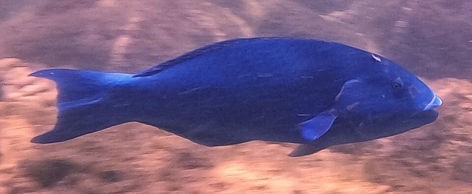 ภาพ ปลานกขุนทองมรกต (Thalassoma virens)