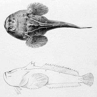 ภาพ ปลา maculosa (Thalassophryne maculosa)