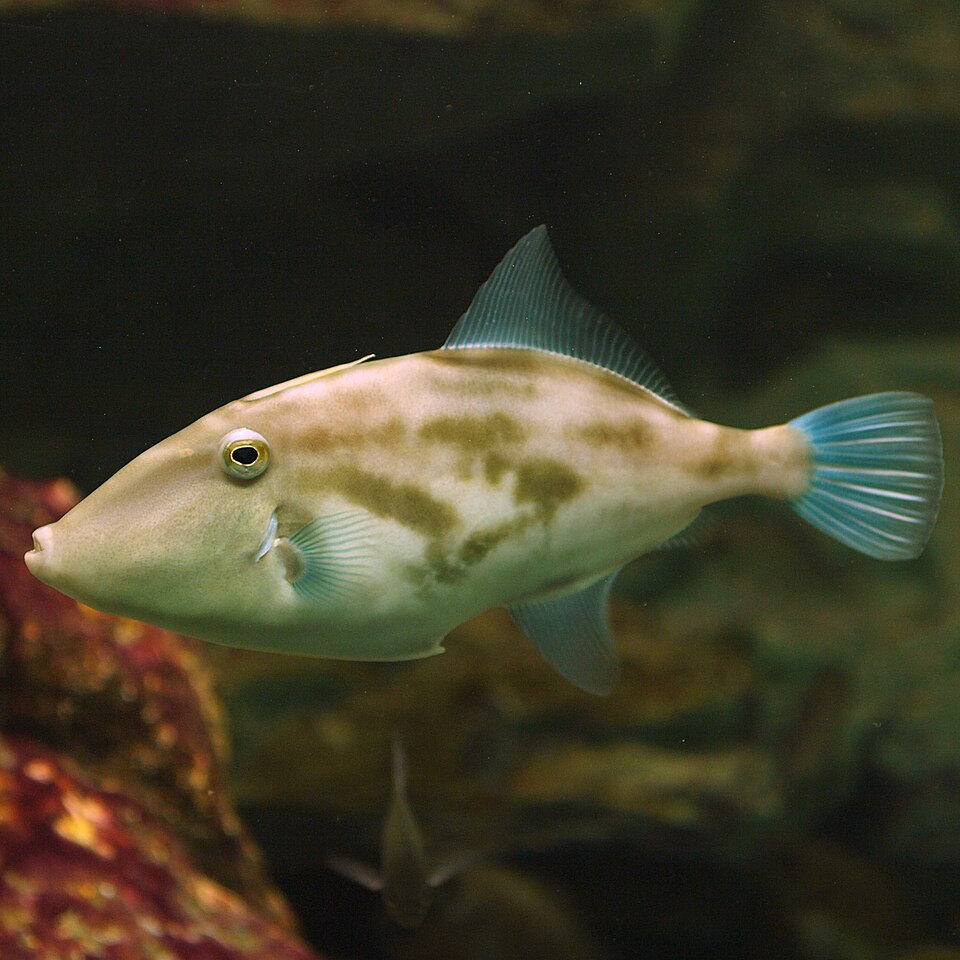 ภาพ ปลาวัวหนังเกาหลีดำ (Thamnaconus modestus)