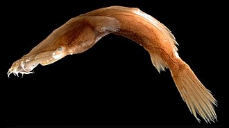 ภาพ ปลา binghami (Thaumatichthys binghami)