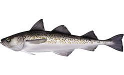 ภาพ ปลา finnmarchica (Theragra finnmarchica)