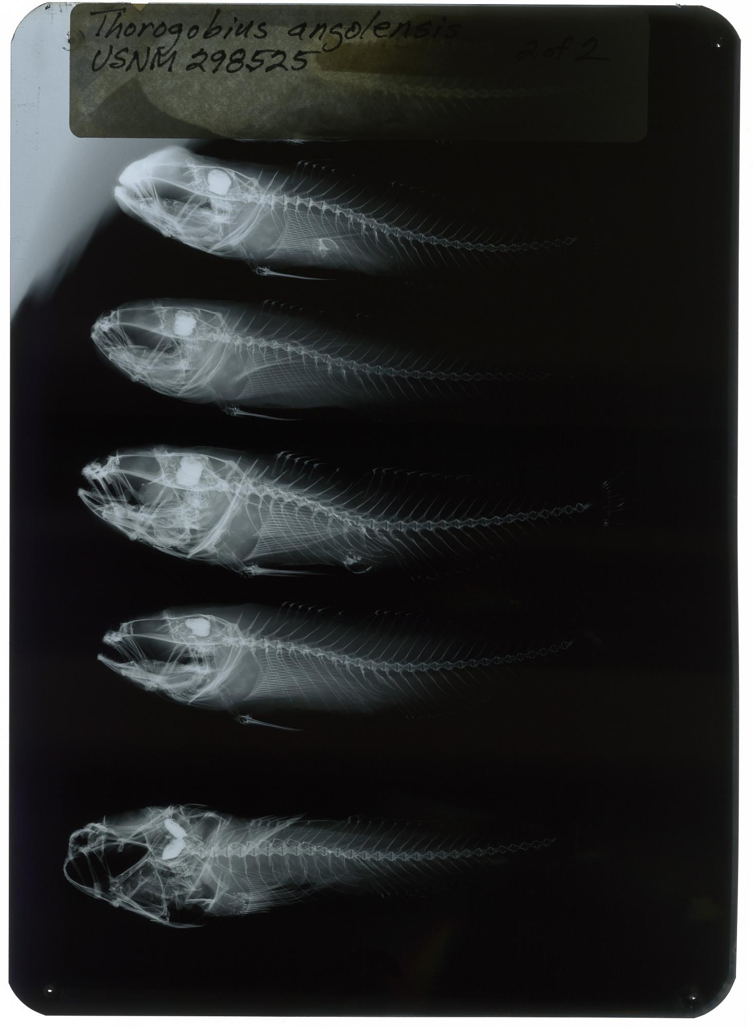 ภาพ ปลาบู่ angolensis (Thorogobius angolensis)