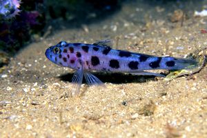 ภาพ ปลาบู่ลายเสือดาวลายจุดบู่ (Thorogobius ephippiatus)
