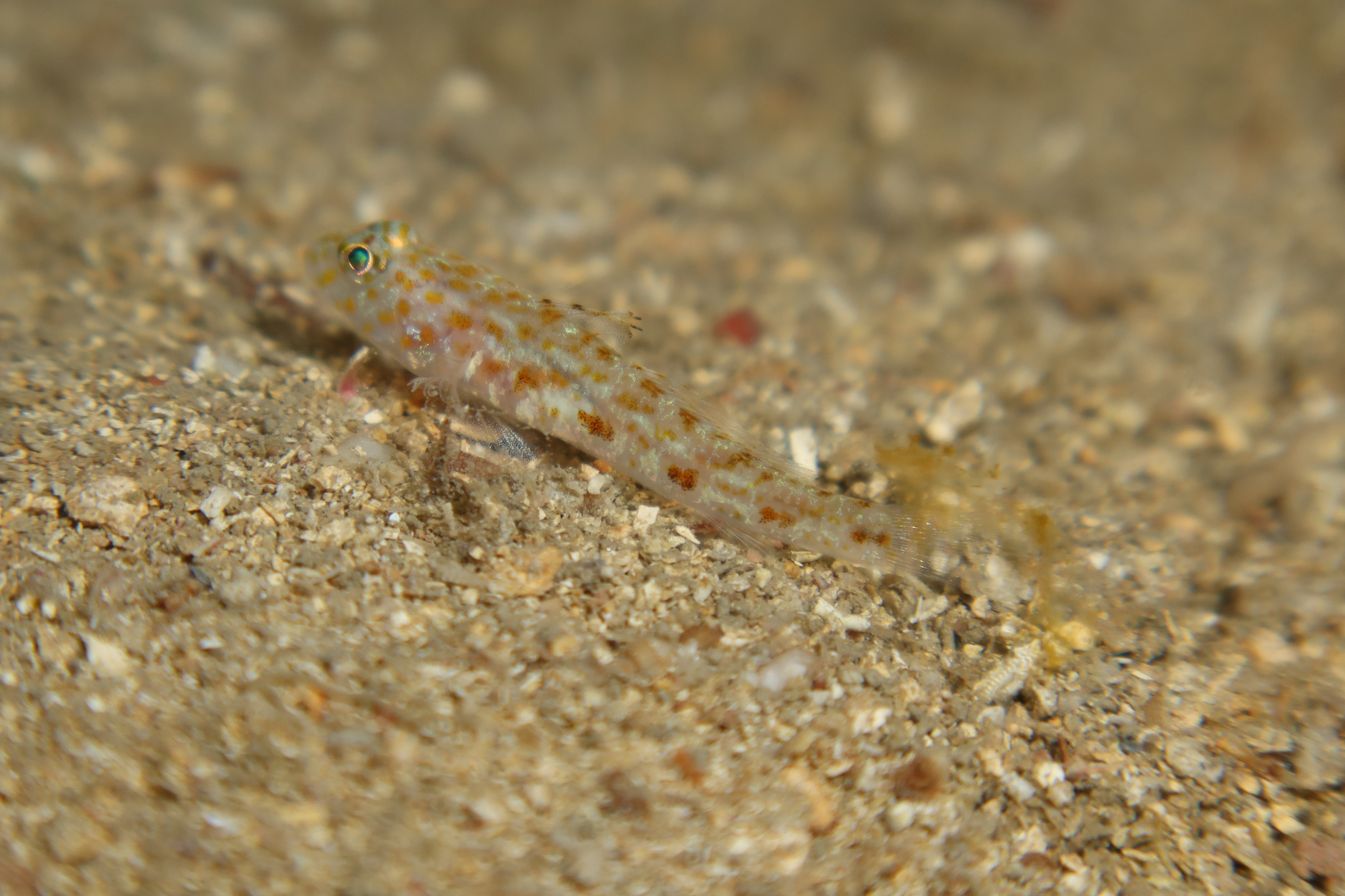 ภาพ ปลาบู่บู่ (Thorogobius macrolepis)
