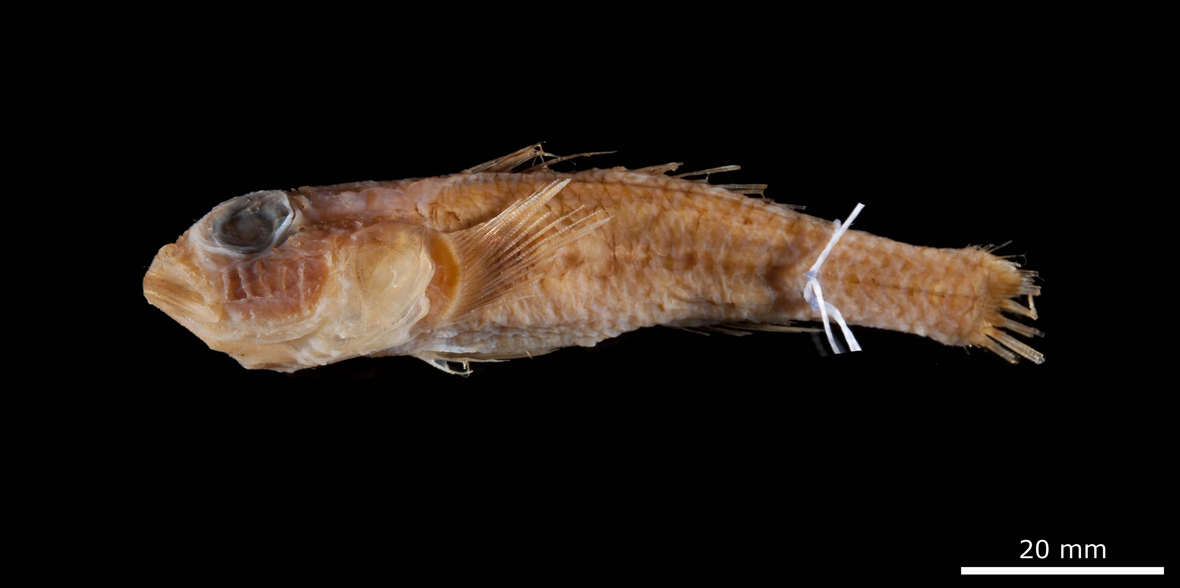 ภาพ ปลาบู่ rofeni (Thorogobius rofeni)