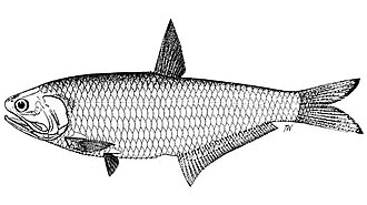 ภาพ ปลา scratchleyi (Thryssa scratchleyi)