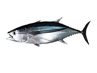 ภาพ ปลา alalunga (Thunnus alalunga)