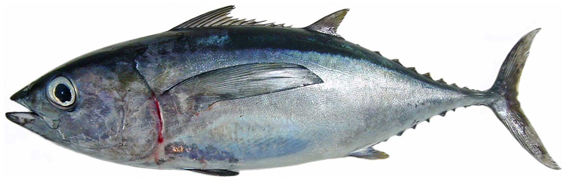 ภาพ ปลา atlanticus (Thunnus atlanticus)