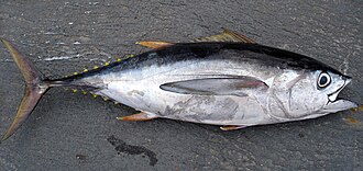 ภาพ ปลา obesus (Thunnus obesus)