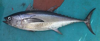 ภาพ ปลา tonggol (Thunnus tonggol)