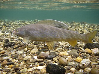 ภาพ ปลา arcticus (Thymallus arcticus)