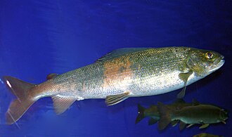 ภาพ ปลา baicalensis (Thymallus baicalensis)