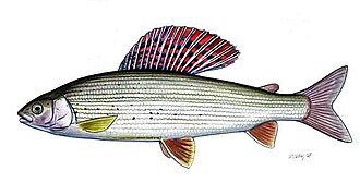 ภาพ ปลา thymallus (Thymallus thymallus)