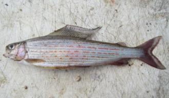 ภาพ ปลา tugarinae (Thymallus tugarinae)