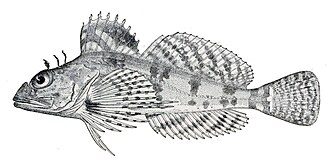 ภาพ ปลา anoplus (Thyriscus anoplus)