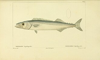 ภาพ ปลา lepidopoides (Thyrsitops lepidopoides)