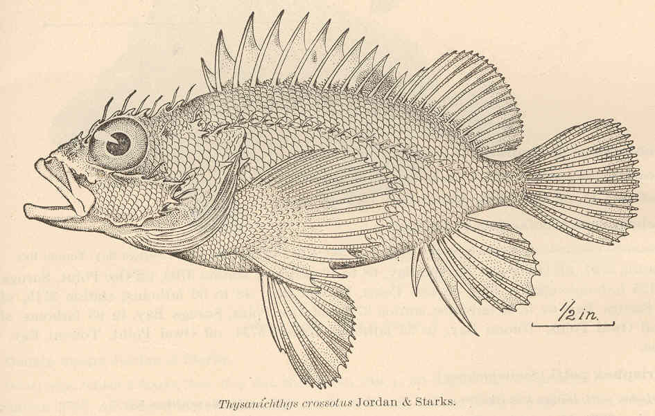 ภาพ ปลาแมงป่อง crossotus (Thysanichthys crossotus)