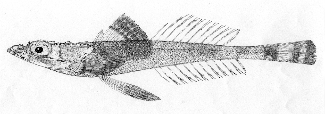 ภาพ ปลา tricaudata (Thysanophrys tricaudata)