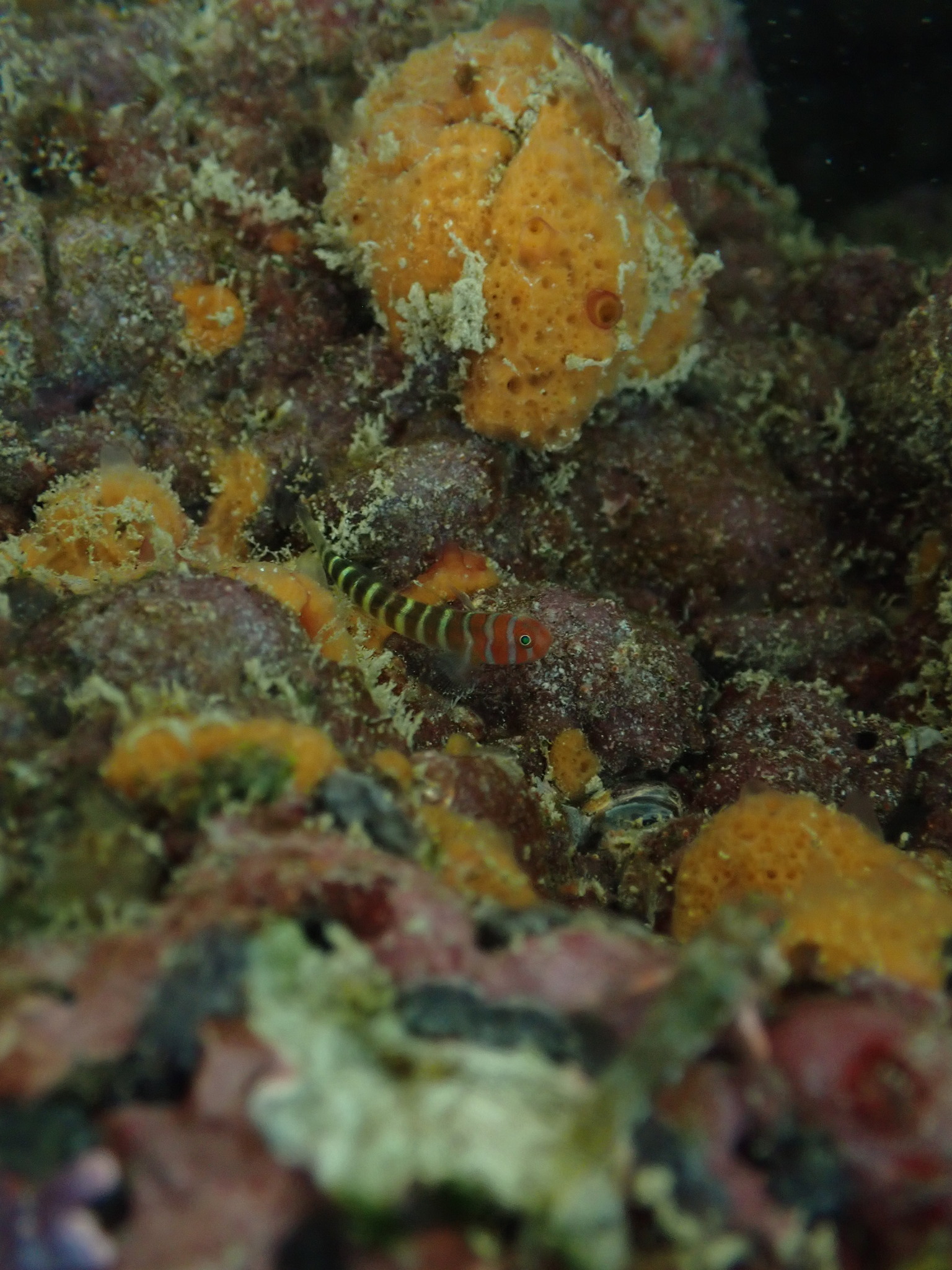ภาพ ปลาบู่ลายบั้งทำความสะอาดบู่ (Tigrigobius digueti)