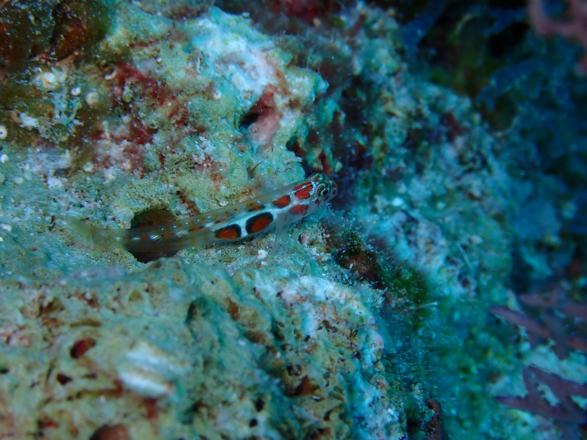 ภาพ ปลาบู่ส้มบู่ (Tigrigobius dilepis)