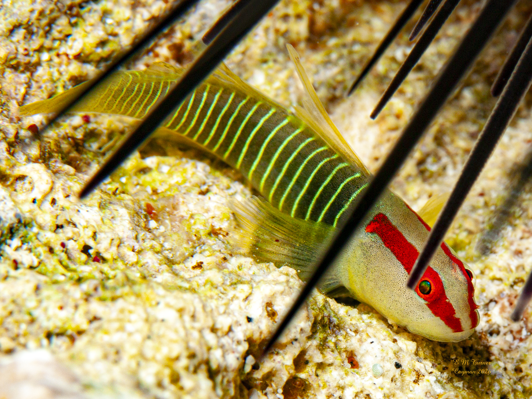 ภาพ ปลาบู่บู่ (Tigrigobius harveyi)