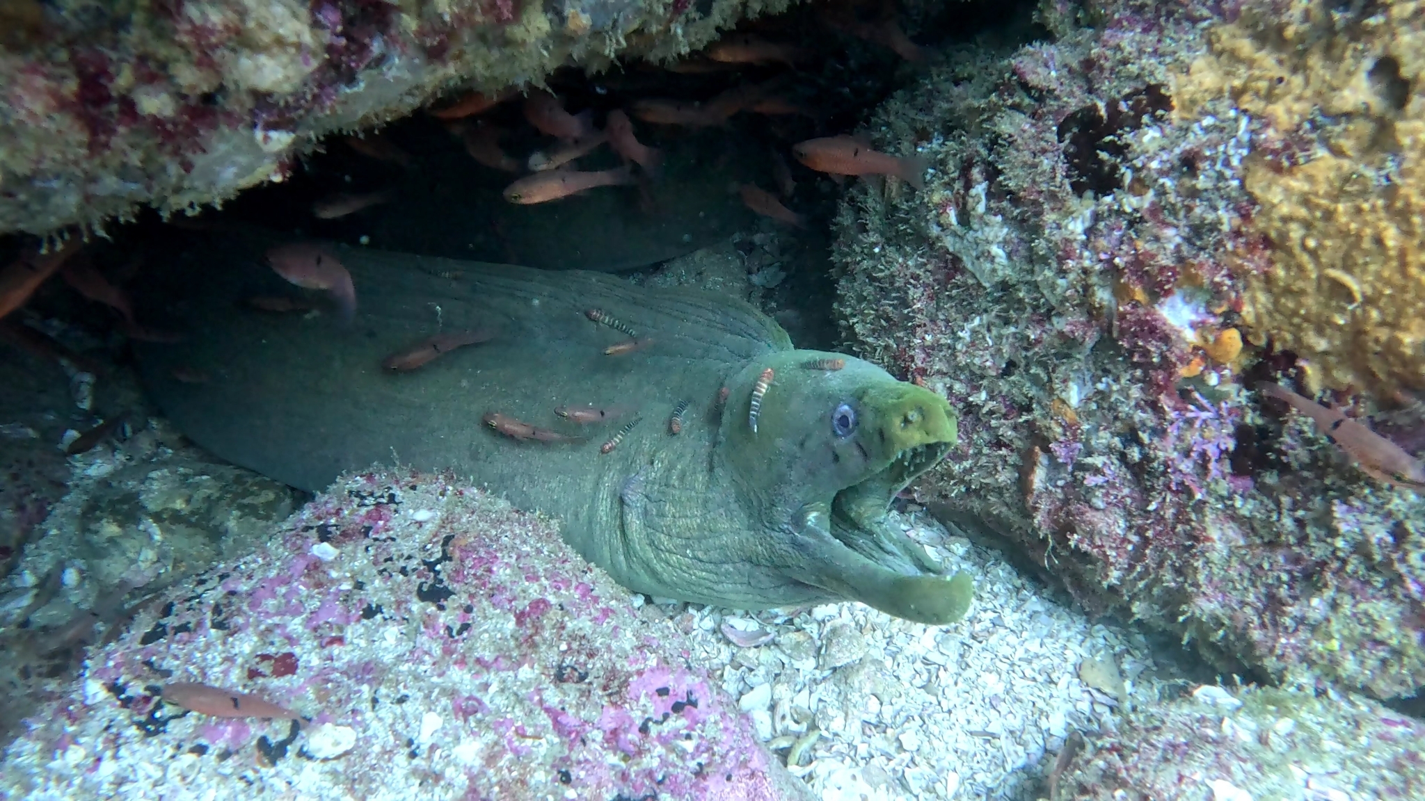 ภาพ ปลาบู่บู่ (Tigrigobius limbaughi)