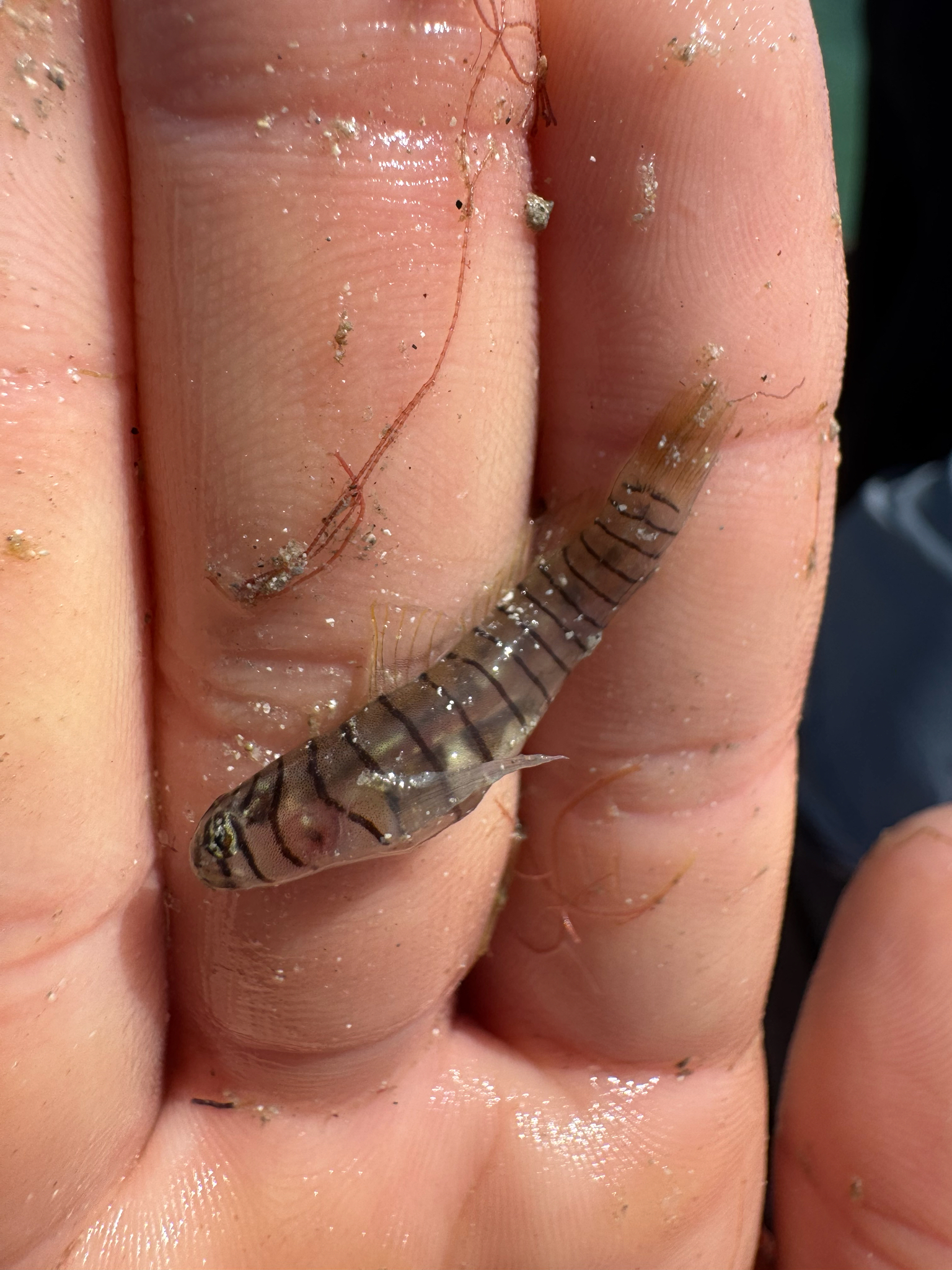 ภาพ ปลาบู่ลายเสือบู่ (Tigrigobius macrodon)