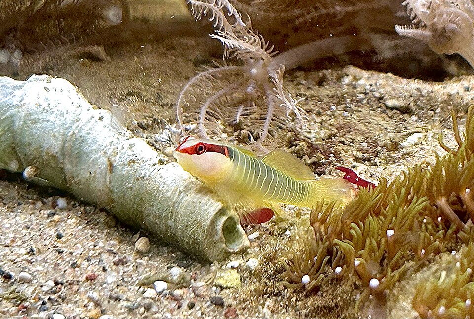 ภาพ ปลาบู่บู่ (Tigrigobius multifasciatus)