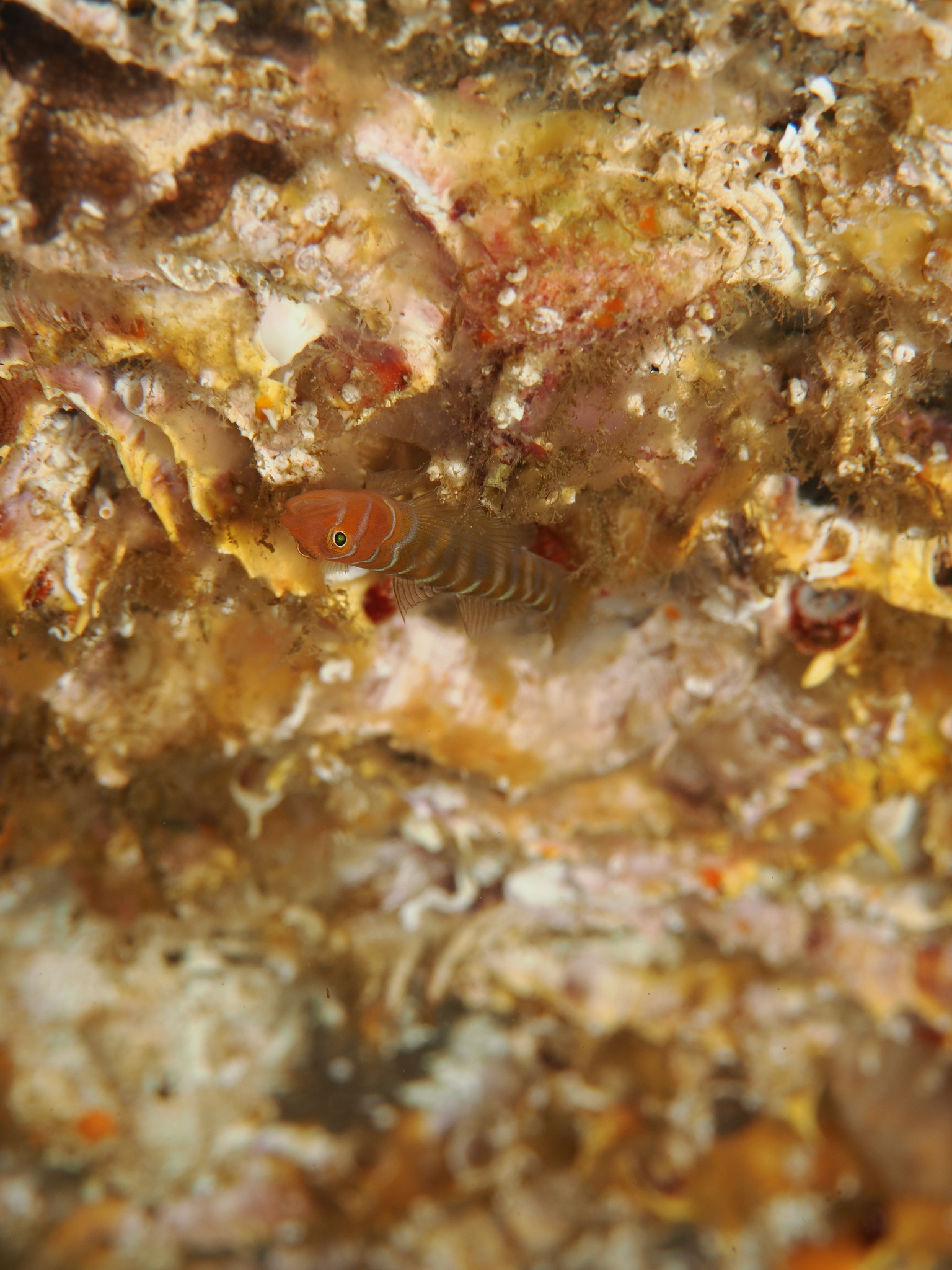 ภาพ ปลาบู่ทำความสะอาดบู่ (Tigrigobius nesiotes)