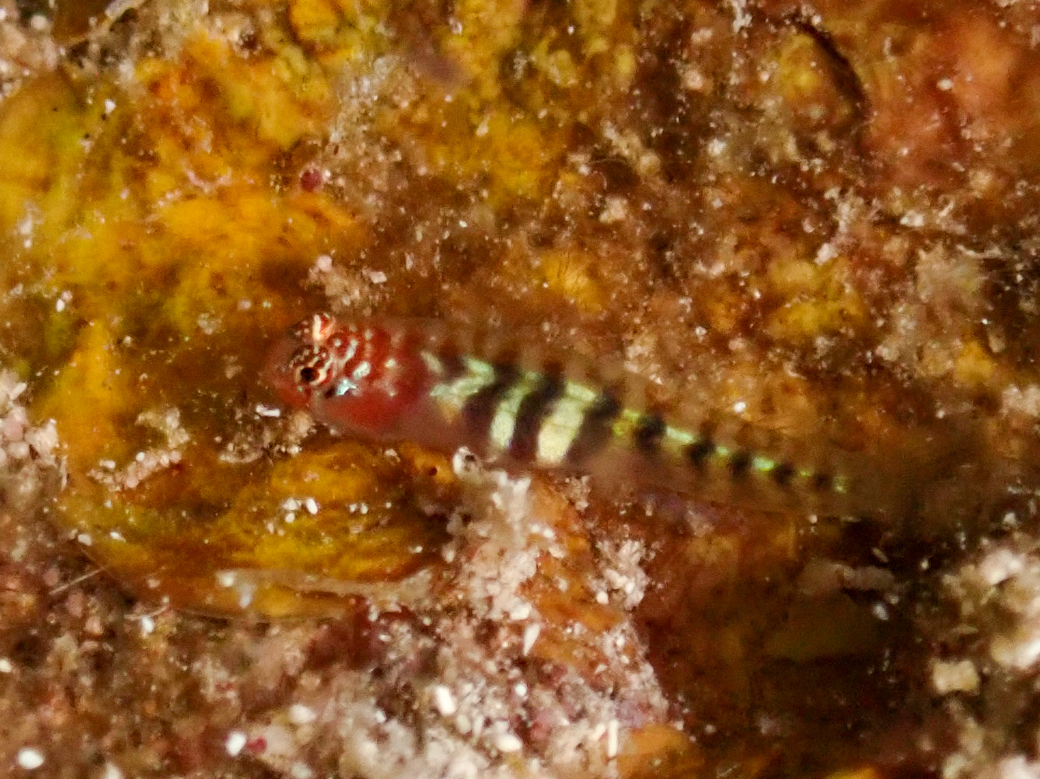 ภาพ ปลาบู่บู่ (Tigrigobius pallens)